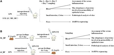 Bacteroides fragilis ameliorates Cronobacter malonaticus lipopolysaccharide-induced pathological injury through modulation of the intestinal microbiota